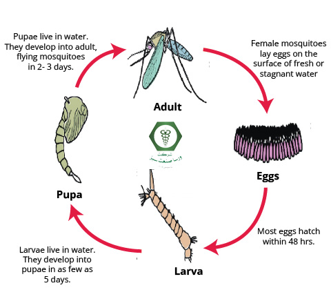چرخه زندگی پشه کوره
